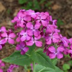 lunaria piante biennali