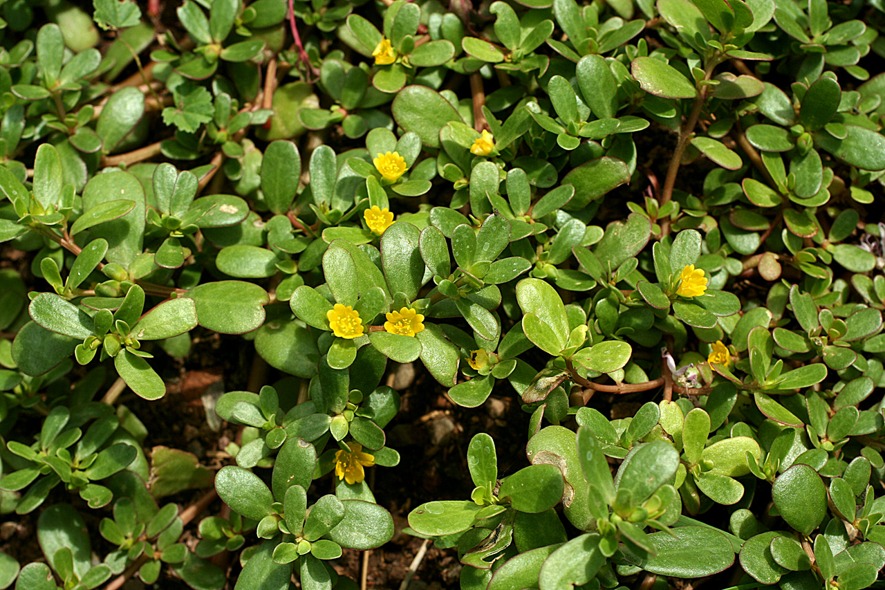 portulaca