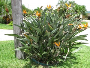 strelitzia reginae