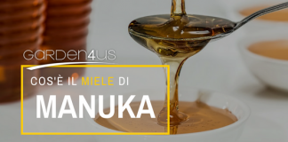 Miele di Manuka