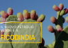 ficodindia