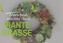 decorare con piante grasse