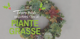 decorare con piante grasse