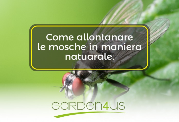 come allontanare le mosche dal giardino