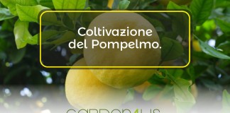 Come coltivare il pompelmo