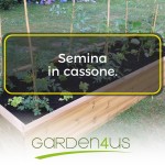 semina in cassone