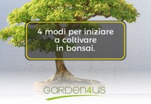 4 modi per iniziare a coltivare il bonsai