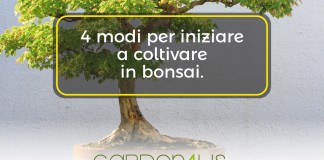 4 modi per iniziare a coltivare il bonsai