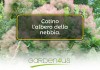 cotino albero della nebbia