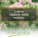 cotino albero della nebbia