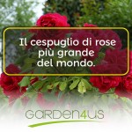 il cespuglio di rose più grande del mondo