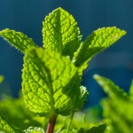 foglie di menta come coltivare