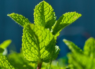 foglie di menta come coltivare