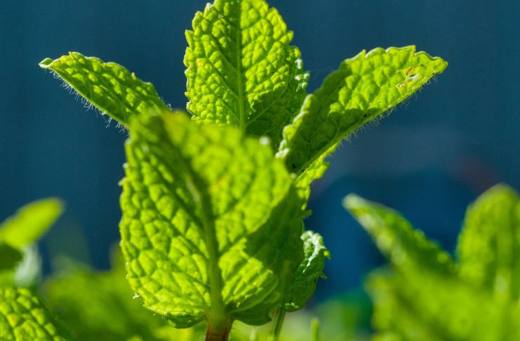foglie di menta come coltivare