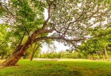 Attrezzature per addetti al verde pubblico, quali non possono mancare