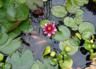 piante acquatiche laghi artificiali come coltivare piante acquatiche