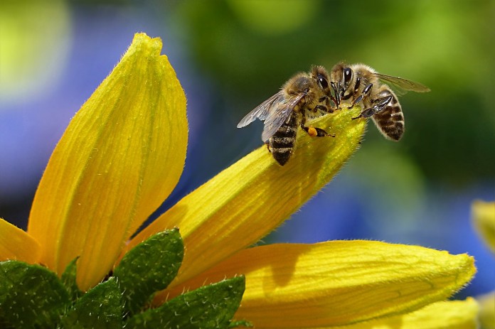 tutela delle api commissione europea api e pesticidi