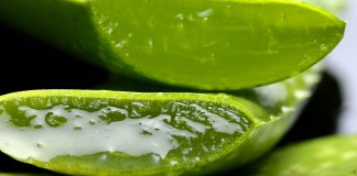 come coltivare aloe vera benefici proprietà aloe vera