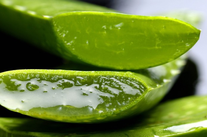 come coltivare aloe vera benefici proprietà aloe vera