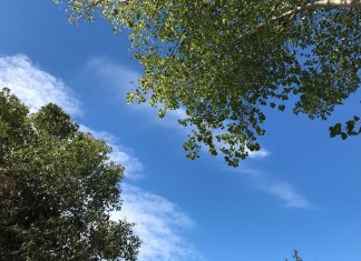 canto delle cicale