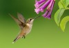 come attirare il colibrì nel giardino