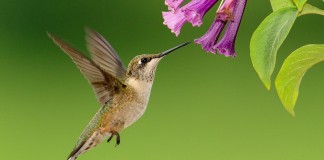 come attirare il colibrì nel giardino