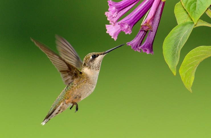 come attirare il colibrì nel giardino