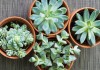 piante succulente piante da appartamento