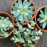 piante succulente piante da appartamento