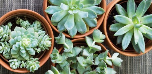 piante succulente piante da appartamento