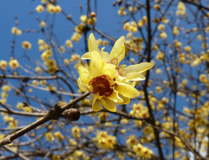 fiore giallo invernale