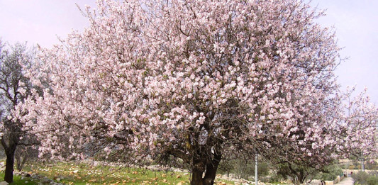 Mandorlo in fiore in Asia