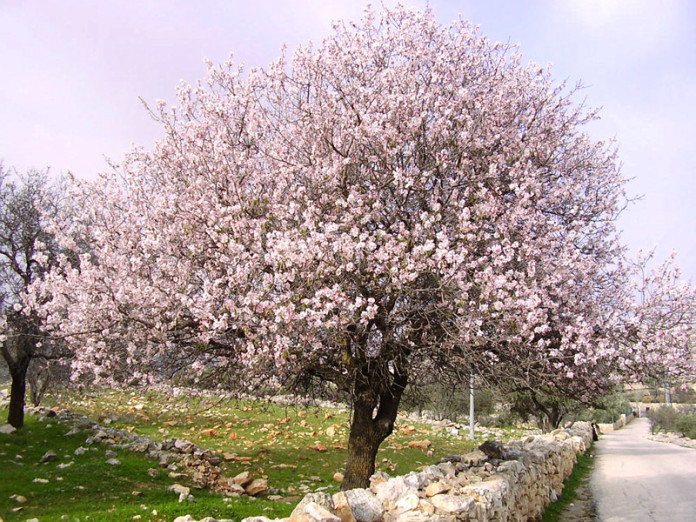 Mandorlo in fiore in Asia