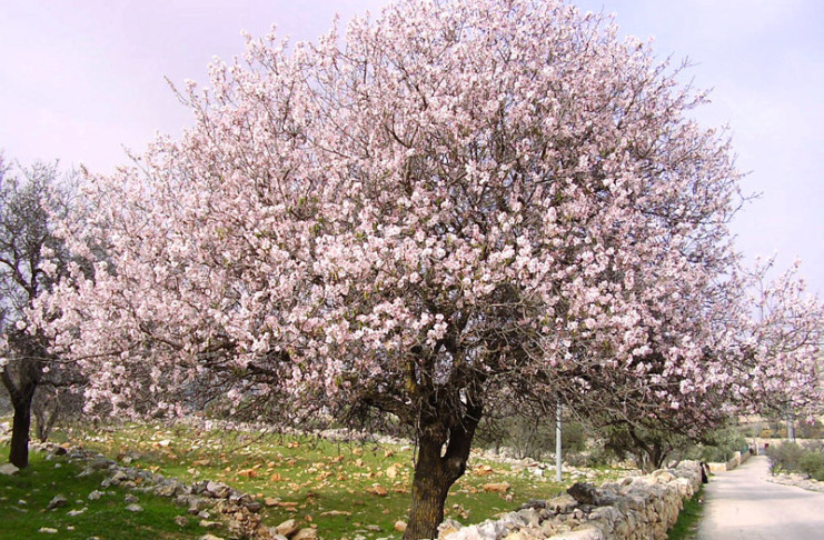 Mandorlo in fiore in Asia