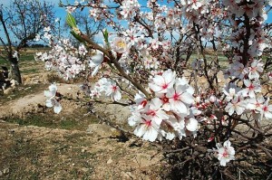 Fiori di mandorlo