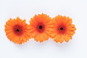 gerbera arancione