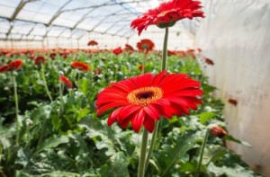 Gerbera rossa