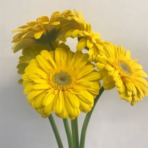 gerbera gialla