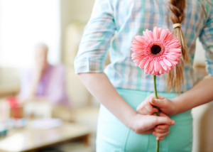 gerbera rosa