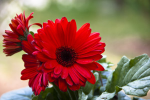 gerbera rossa