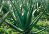 Pianta aloe in giardino esposta
