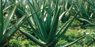 Pianta aloe in giardino esposta