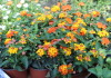 Pianta di lantana entro vaso