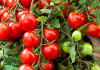 Scorcio pianta di pomodori maturi e non