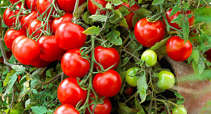 Scorcio pianta di pomodori maturi e non