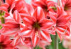 Amaryllis - Garden4us