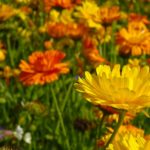 calendula